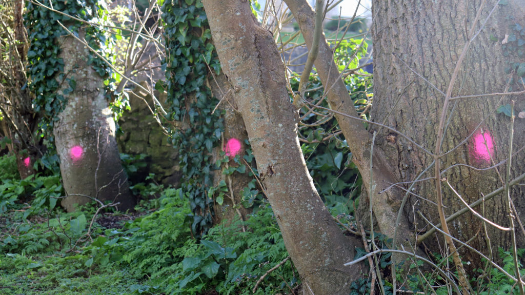 Pink spots on Sentry Road Trees