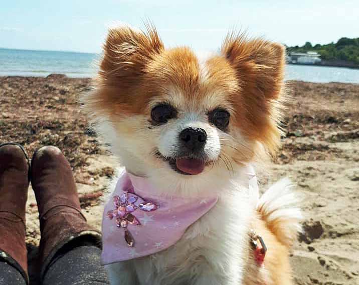 Dog called Jennifer on Swanage Beach