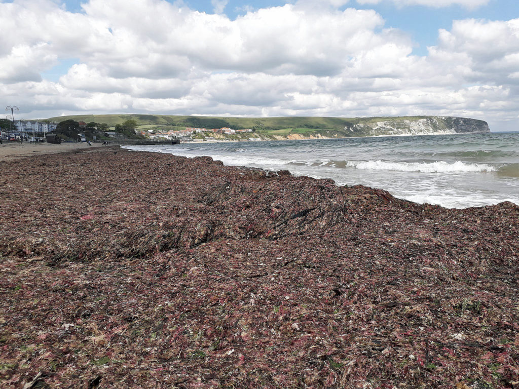 Seaweed on the beach this week