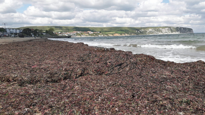 Seaweed on the beach this week