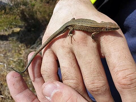 Lizard rescued sitting on a hand
