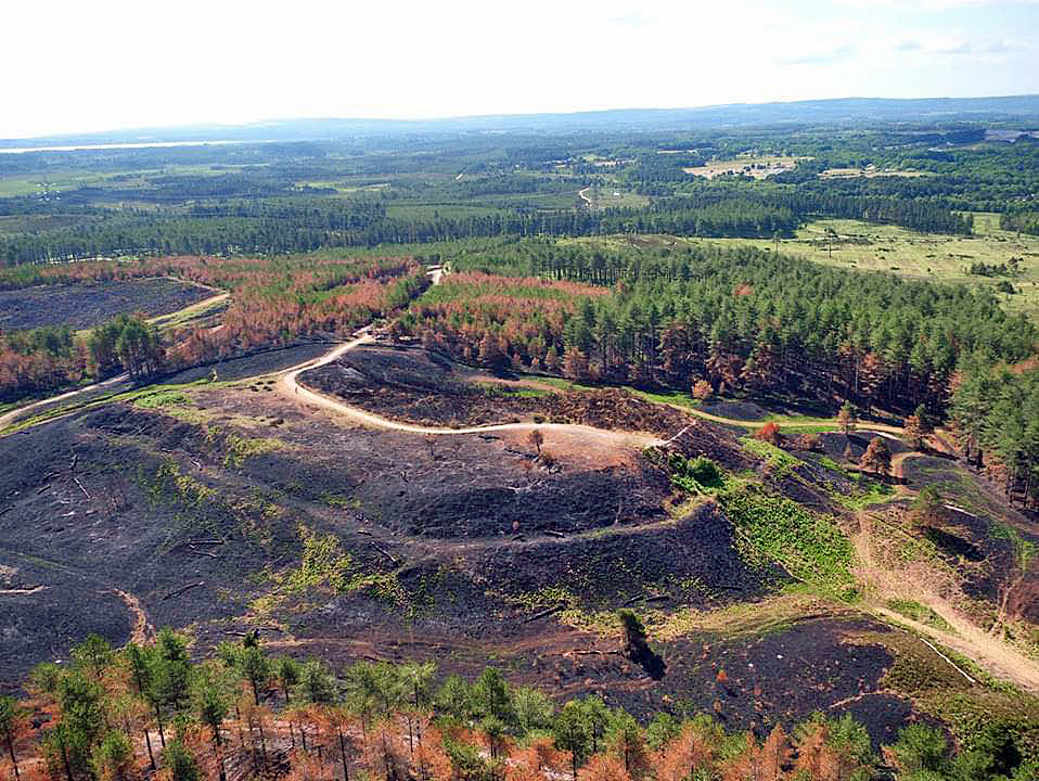 Scorched heath at Wareham Forest viewed from a drone