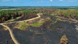 Scorched heath at Wareham Forest viewed from a drone