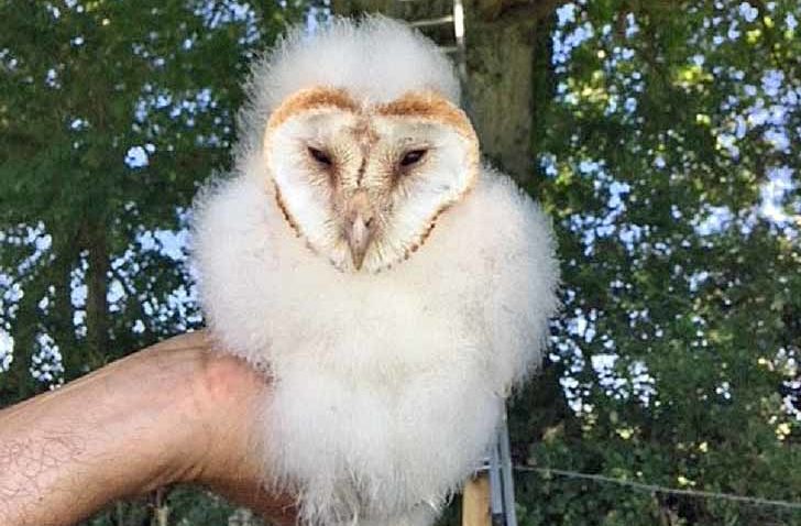 Barn owl chick