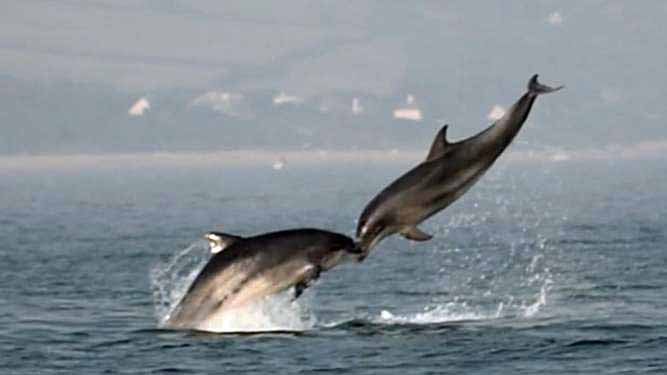 Dolphins appearing to kiss in mid air.