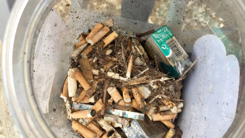 cigarette butts collected from the beach