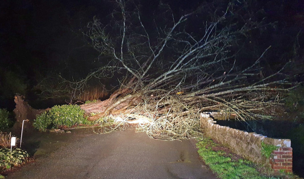 Fallen tree in Storm Bella