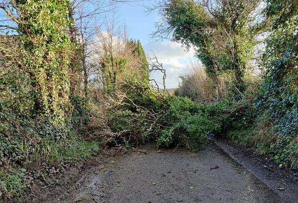 Fallen tree blocks Darkie Lane in Swanage