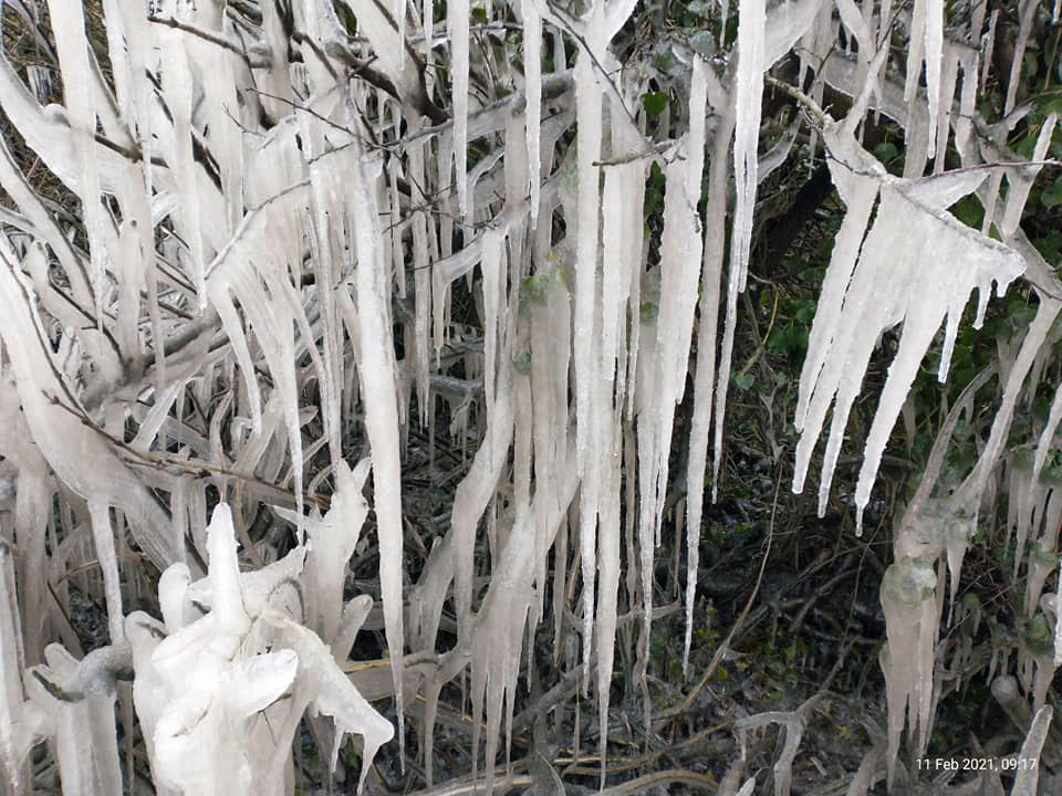 Icicles at Harmans Cross