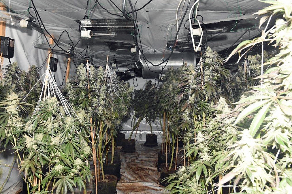 Inside a cannabis factory in Wareham 