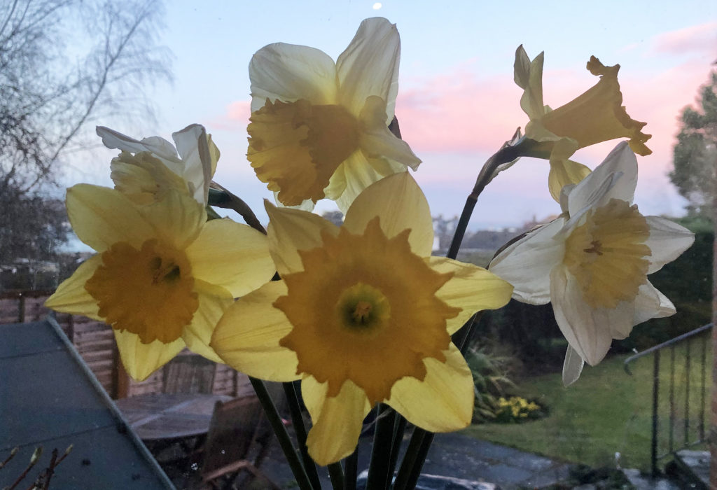 Daffodils on window sill