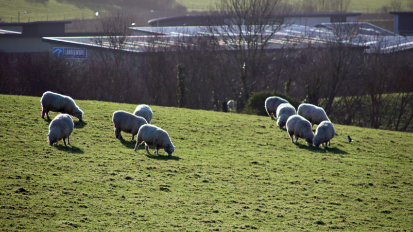 Sheep in one of the fields in Swanage, where housing in proposed