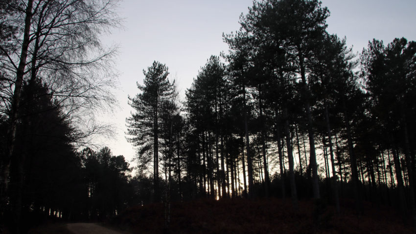 Trees in Wareham forest