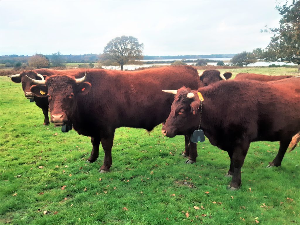Red Devon Cattle in a field