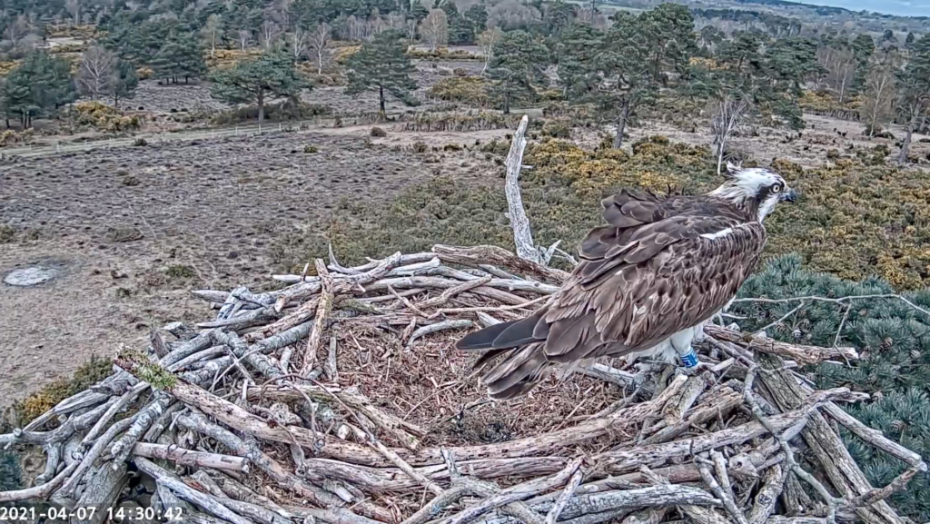 Osprey on the nestcam