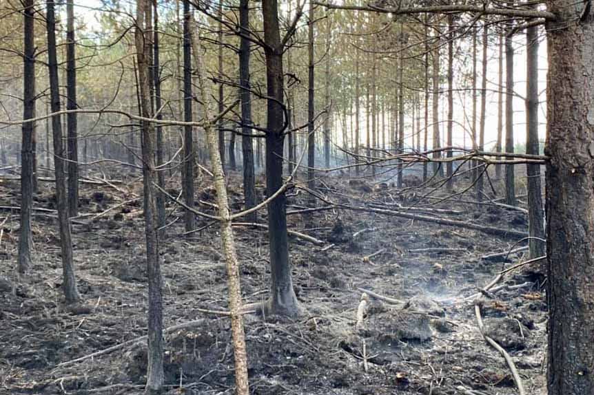 Verwood Heath fire