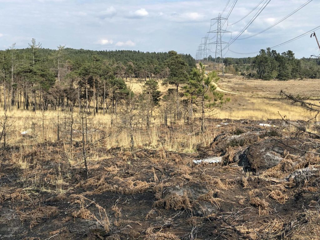 Wareham Forest a year after the fire 