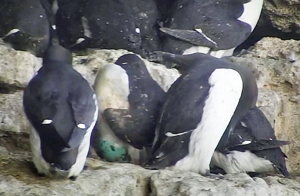 Guillemots at Durlston with an egg