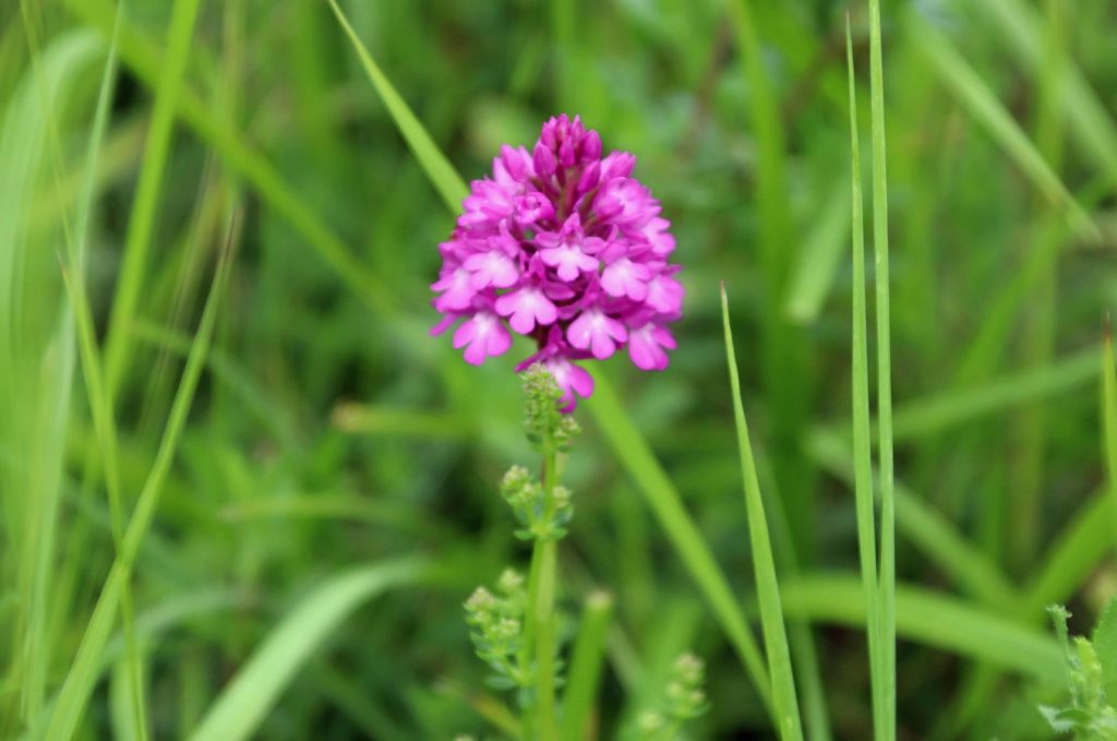 Wild orchid in clayton Meadow