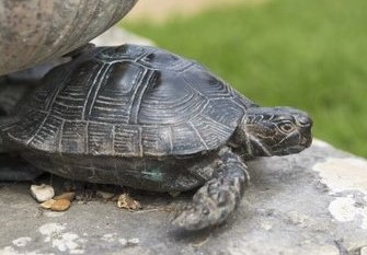 Bronze tortoise