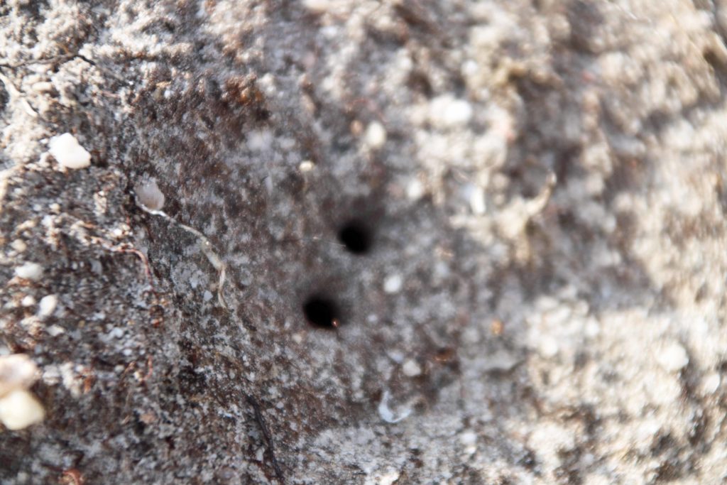 Heath tiger beetle burrows