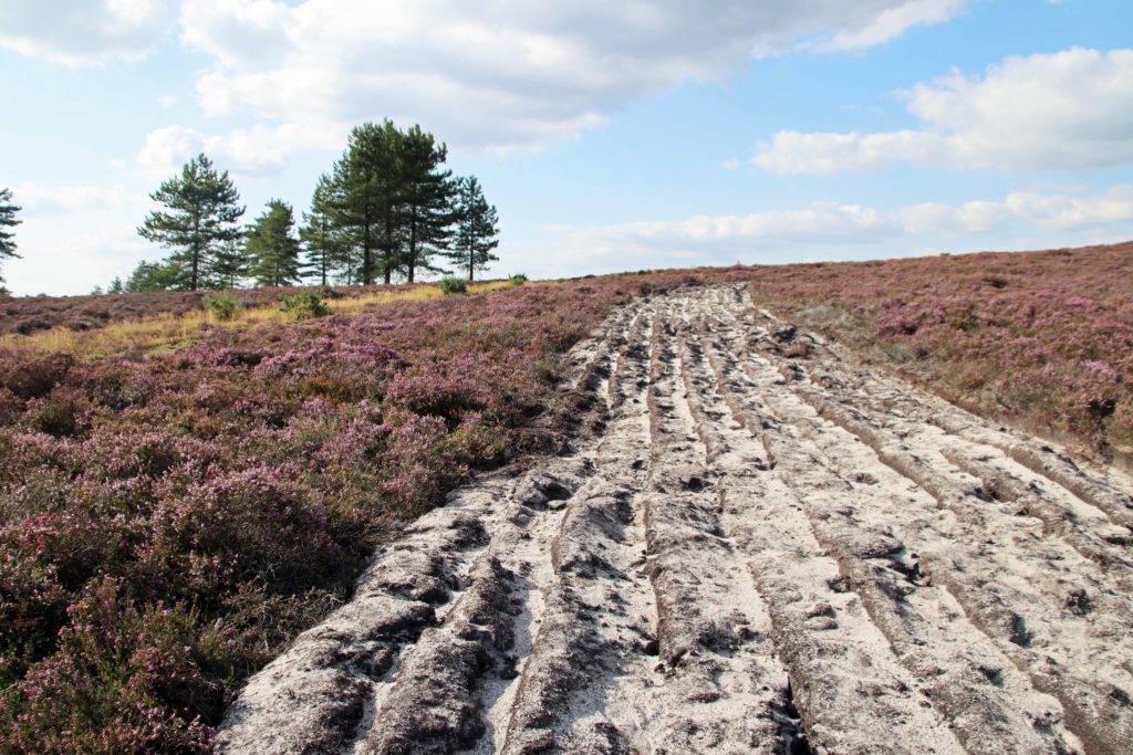 Strip of bare land on Purbeck heath