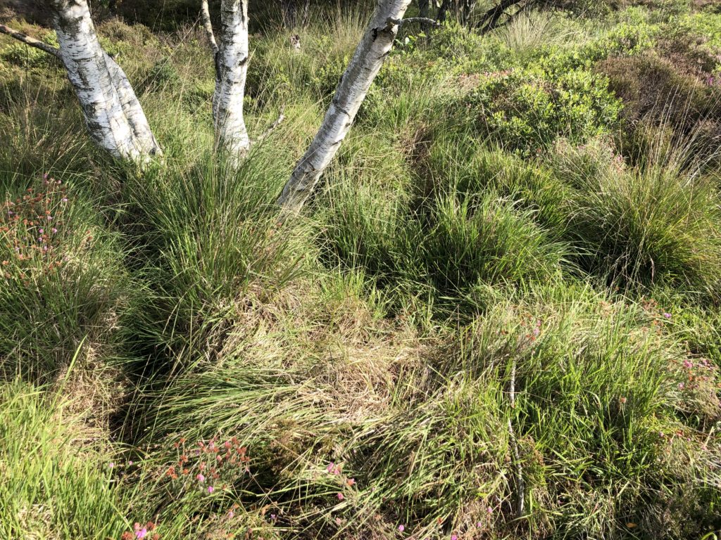 Purple Moor Grass