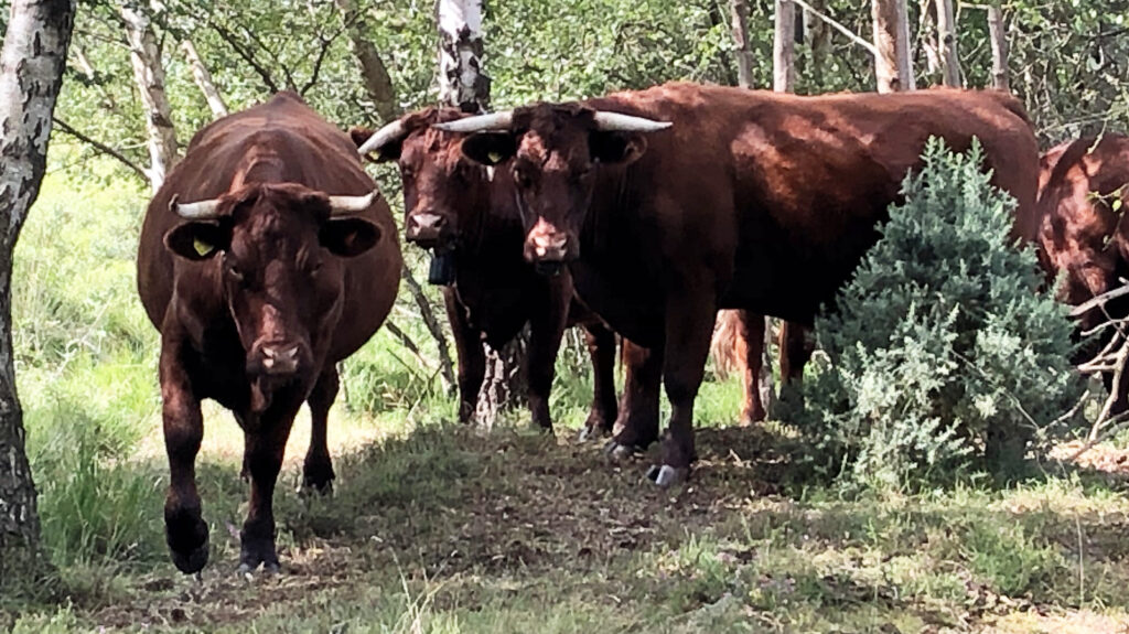 The Red Devon Cows