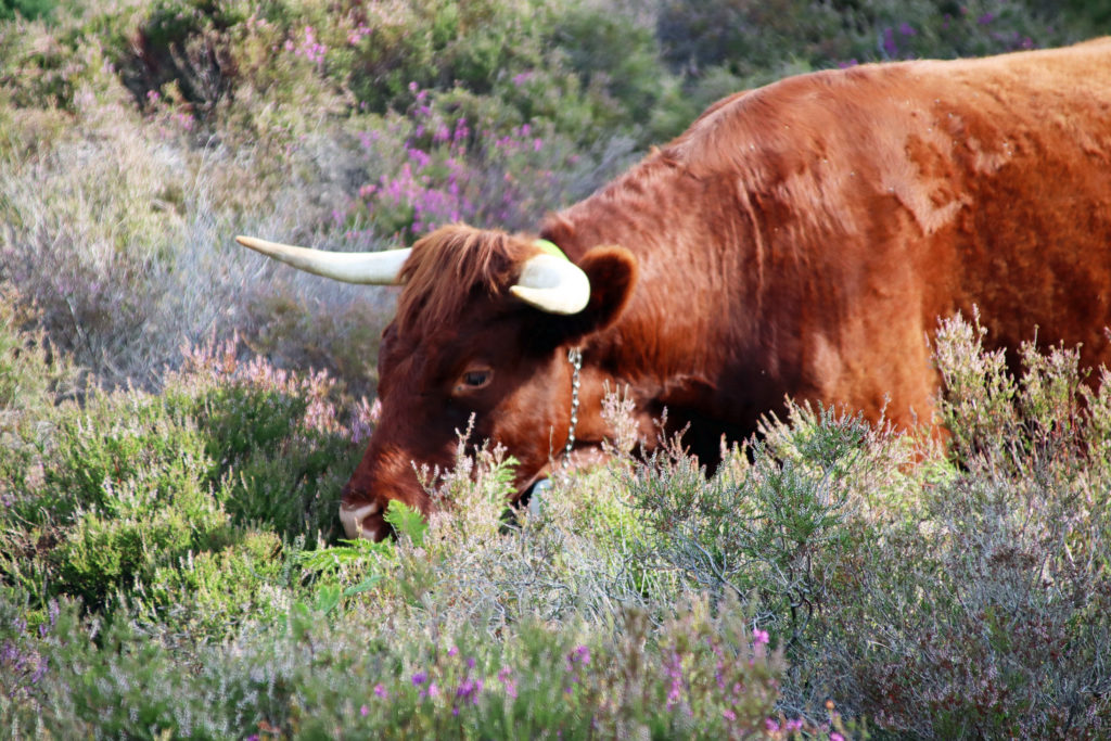 a grazing red devon cow