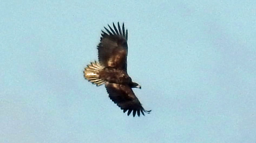 White tailed eagle at Arne