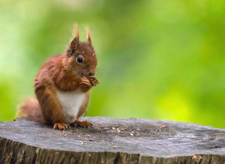 Red Squirrel on Brownsea Island