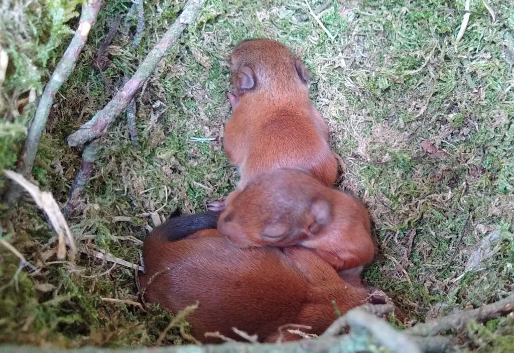 Baby red squirrels 'kittens' on Brownsea Island