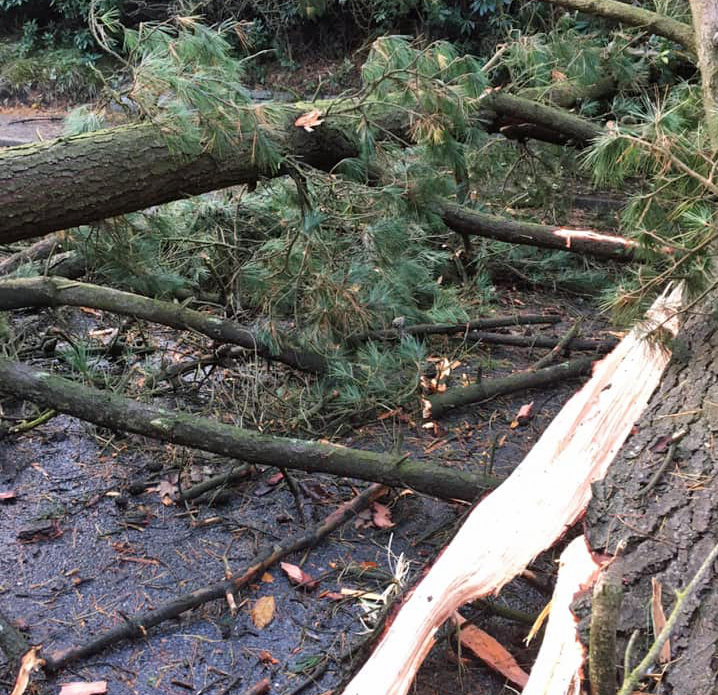 Fallen trees at Sandford road