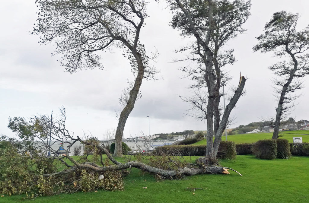 Tree damaged at Sandpit Field