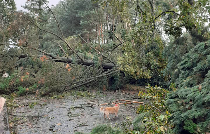 Trees down in Sandford Road
