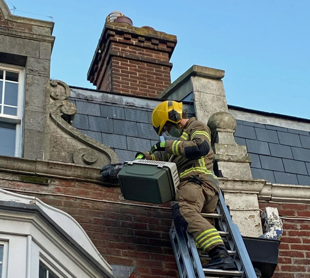 Firefighters rescue pigeon