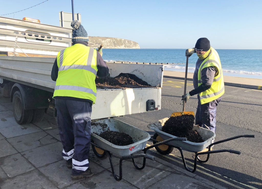 Planting out new shrubs in Swanage