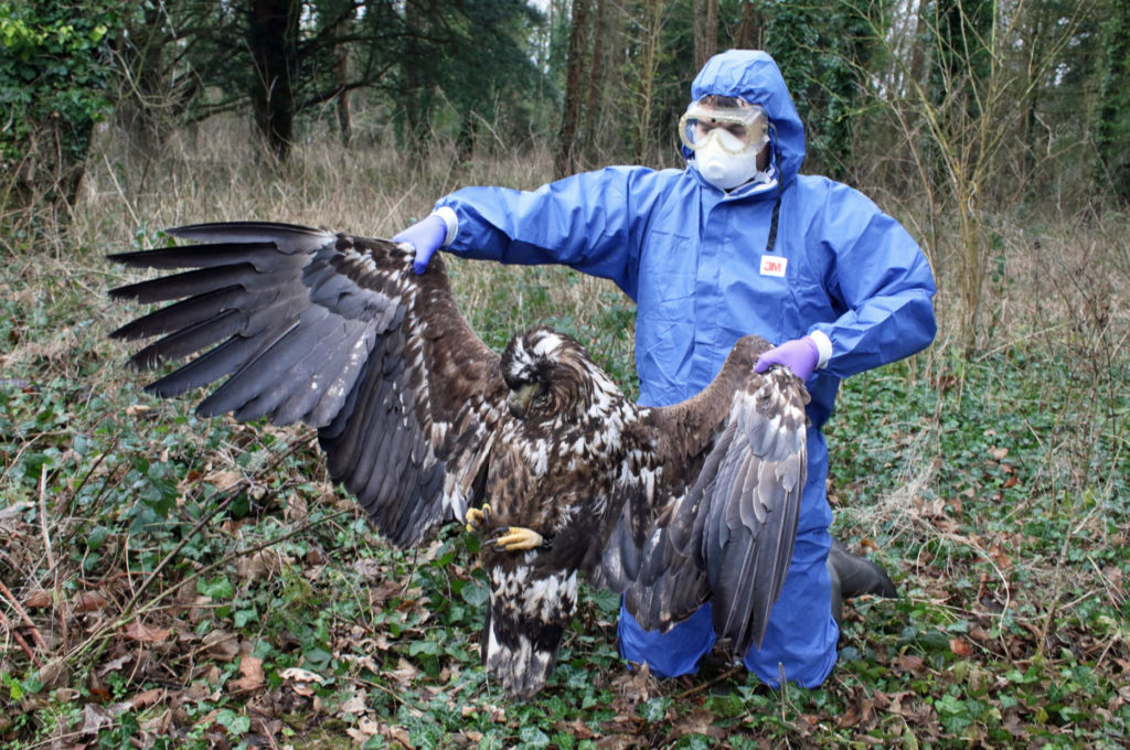White-tailed eagle found dead in DorsetEagle