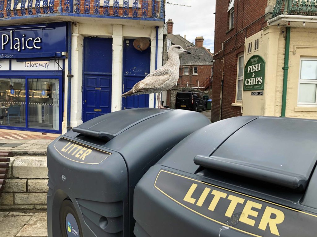 New bins in Swanage