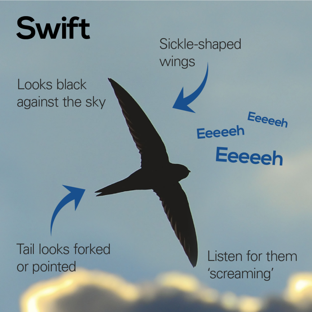 Swift identification poster