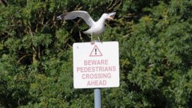 Seagull and sign