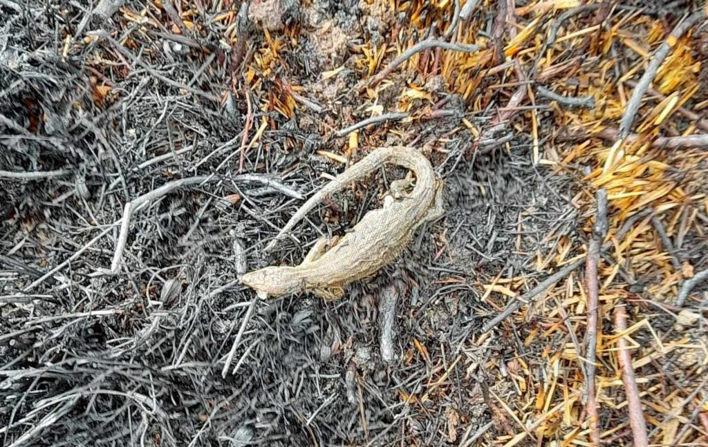 Dead animal at Stoborough Heath after fire
