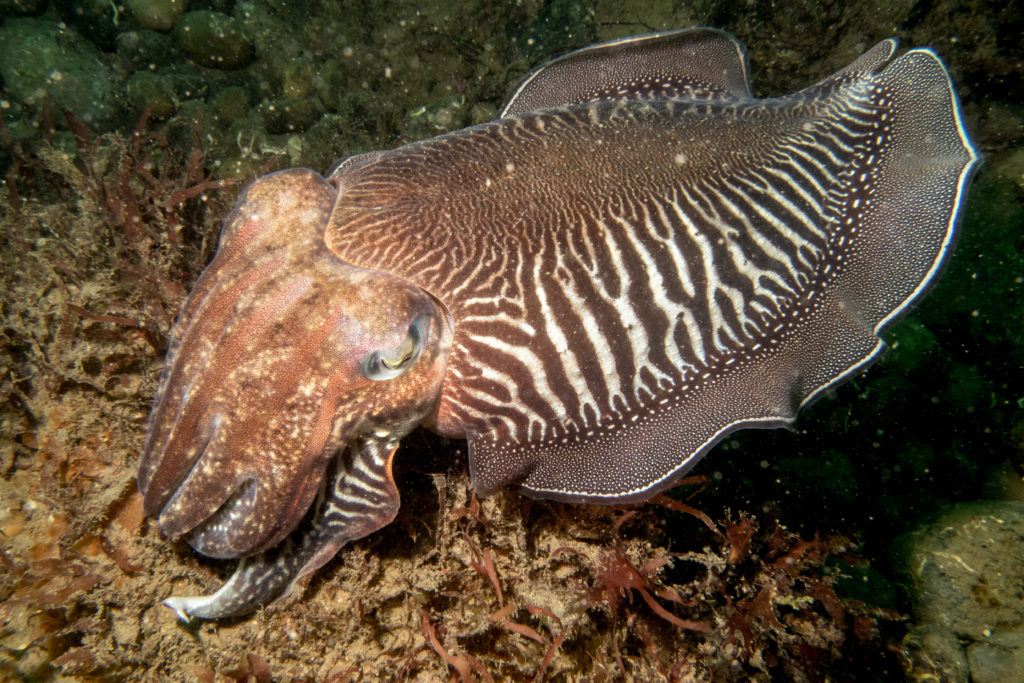 Marine Common Cuttlefish4 JHatcher-4959 (1)