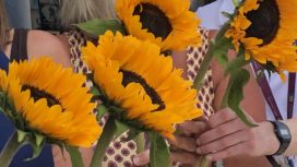 Sunflowers at opening of the Lewis Manning shop in Swanage