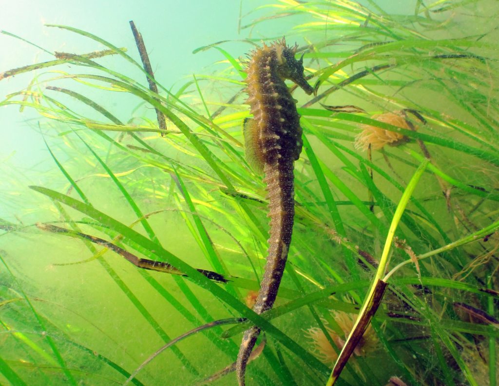 Seahorses use the seagrass to hold themselves steady while feeding