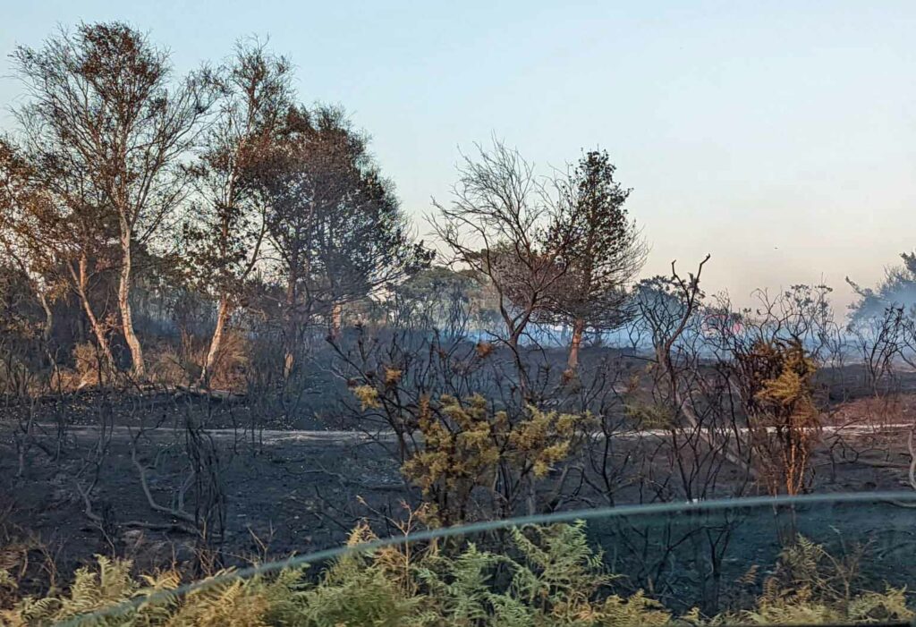 Studland Heath after the fire