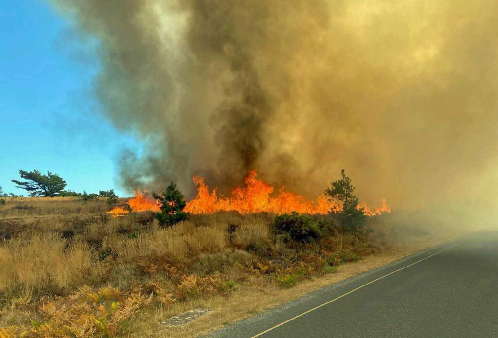Studland Heath fire devastated hundreds of acres in 2022