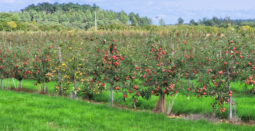 Apple orchards ready for harvest at the Purbeck Cider Company