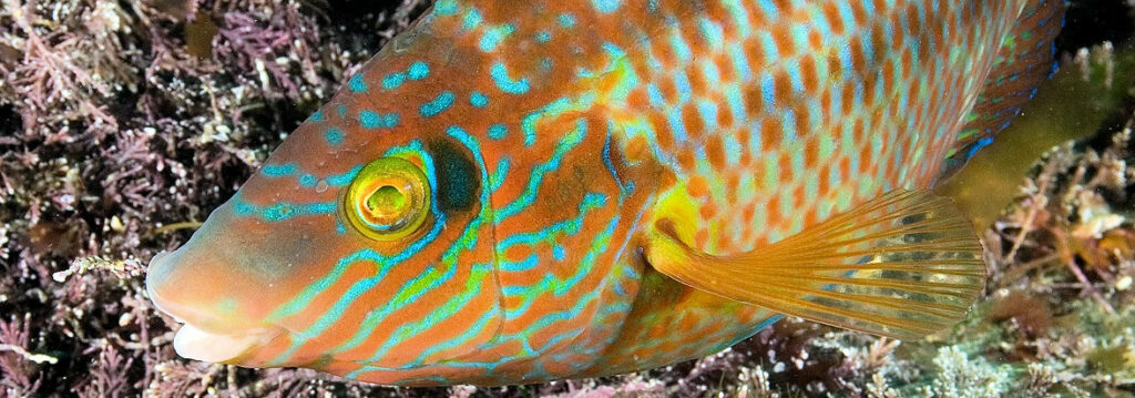 Colourful corkwing wrasse are found in Kimmeridge Bay