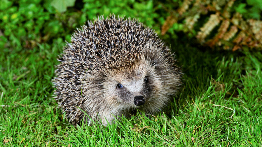 Britain's best loved mammal, the hedgehog